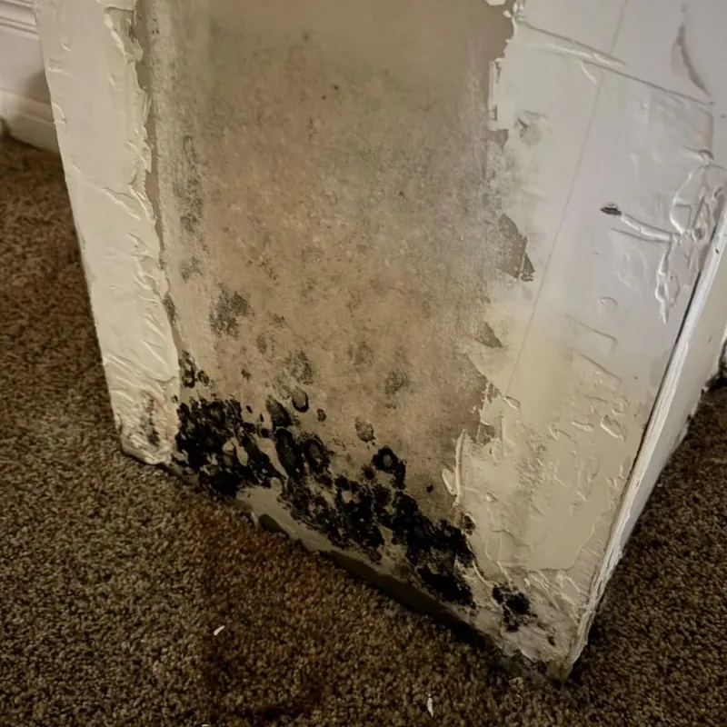 Professional Mold Removal in Homeland, CA